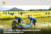 Lực lượng vũ trang, thanh niên lội ruộng giúp người dân gặt lúa
